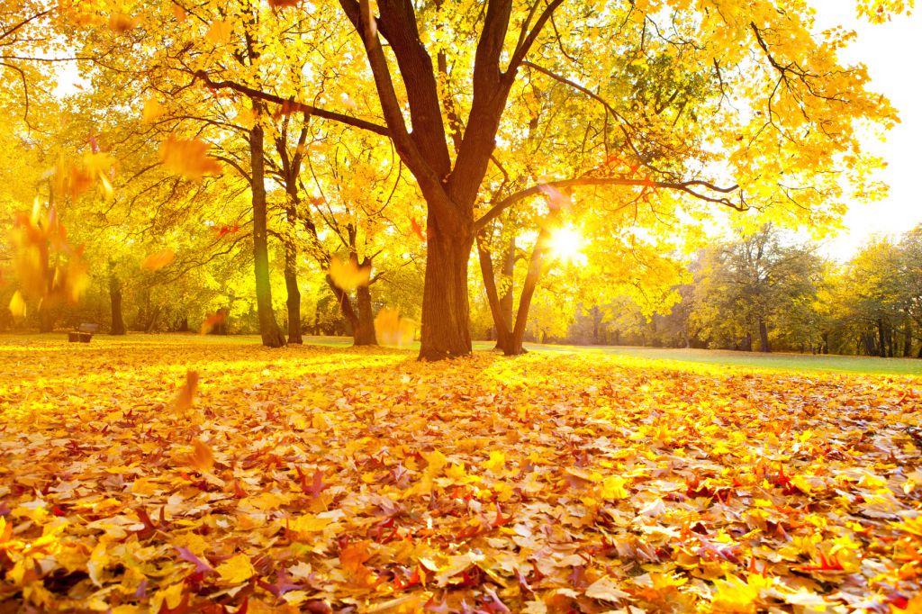 Jahreszeiten-Special Herbst